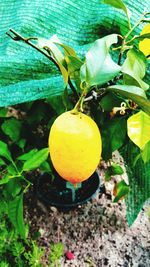 Close-up of lemon growing on tree