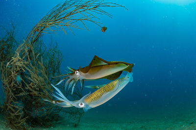 Spawning squid, wide angle