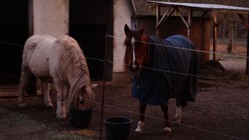 Close-up of horse