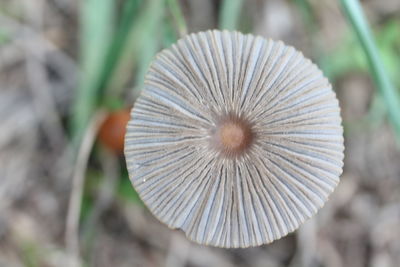 Close-up of mushroom