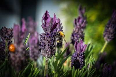 Close-up of bee pollinating on purple flower