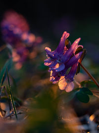 Close-up of purple flowering plant