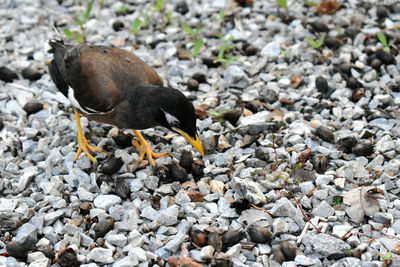 High angle view of bird on rock