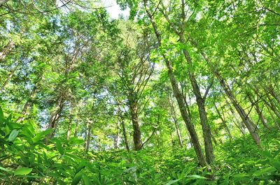 Low angle view of bamboo trees in forest