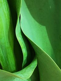 Close-up of green leaves