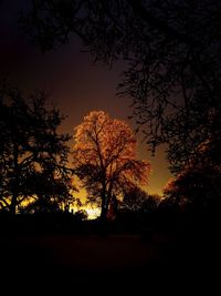 Silhouette of bare trees against sky at sunset