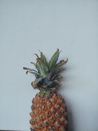 Close-up of fruit against white background