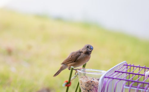 Close-up of sparrow perching on plant