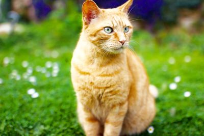 Close-up of cat looking away