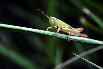 Close-up of grasshopper on leaf