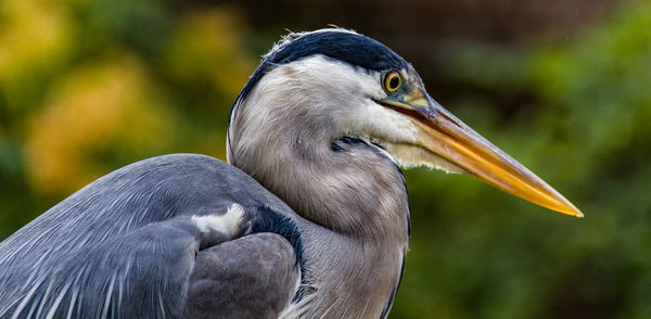 Close-up of a bird