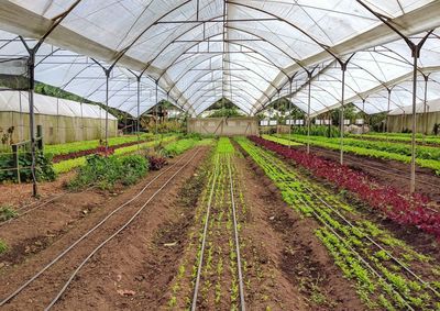 Railroad tracks in greenhouse