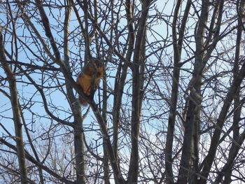 Low angle view of bird perching on bare tree