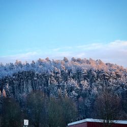 View of trees against sky during winter