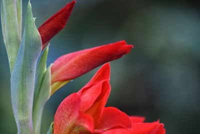 Close-up of red flowers