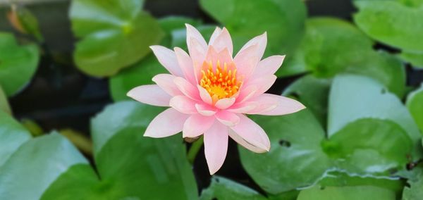 Close-up of lotus water lily in lake