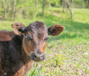 Portrait of sheep on field