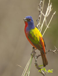 Close-up of a bird perching on twig