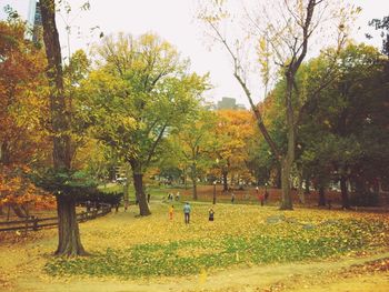 Trees in park