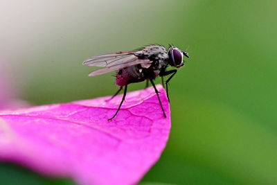 Close-up of fly on pink flower