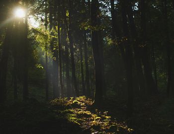 Trees in forest