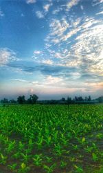 Scenic view of field against sky during sunset