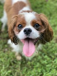 Cavalier king charles spaniel. tail wagging, tongues out, kind of day. 