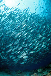 Fish swimming in sea