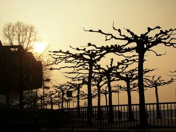 Silhouette of bare trees at sunset