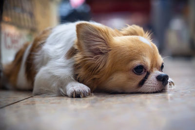 Close-up of a dog lying down