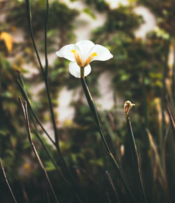 Close-up of yellow flowering plant