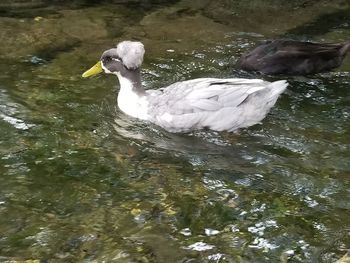 Duck swimming in lake