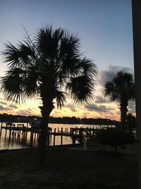 Palm trees at sunset