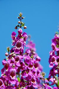 Low angle view of pink flowering plant against clear blue sky