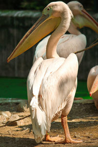 Close-up of pelican