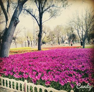 Pink flowers blooming in park