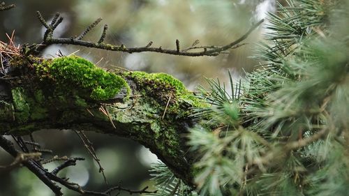 Close-up of lizard on branch