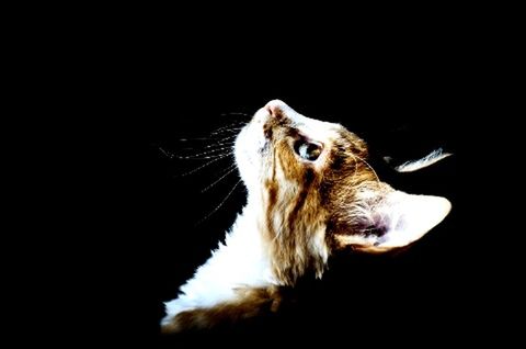 one animal, animal themes, black background, studio shot, mammal, domestic animals, animal head, copy space, pets, close-up, domestic cat, animal body part, cat, night, feline, whisker, looking away, zoology, side view, animal eye