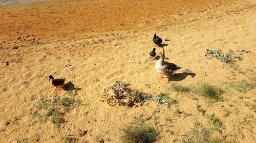 Birds on sand