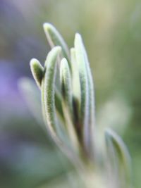 Close-up of plant