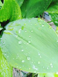 Close-up of raindrops on leaves