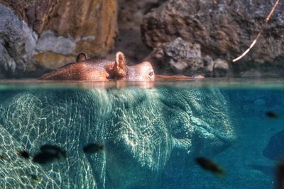 Close-up of water with hippopotamus 