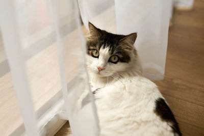 Fluffy white cat basks by window with panoramic windows and transparent tulle on wooden floor