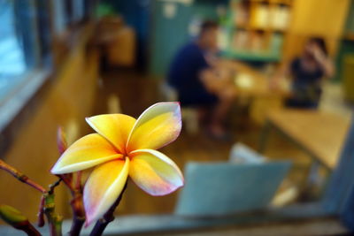 Close-up of frangipani on table