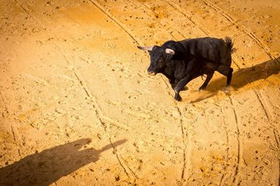 Black dog on sand