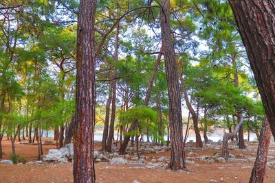 Trees growing in forest