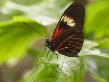 Close-up of butterfly on leaf