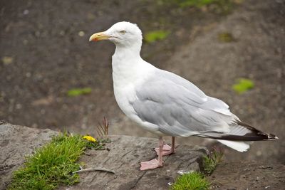 Close-up of seagull perching on a field