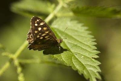 insect