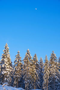 Spruce forest in winter with the moon in the sky